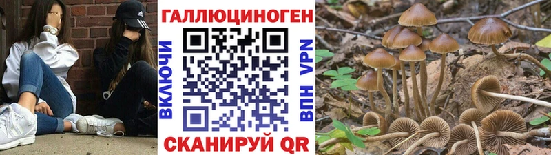 Купить  Краснознаменск  Галлюциногенные грибы Psilocybe 